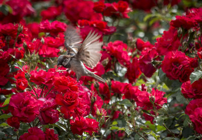 Close-up of red flowers blooming outdoors