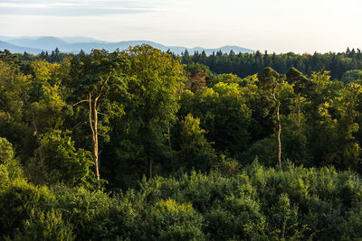 Scenic view of forest against sky