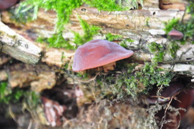 Close-up of fly agaric mushroom