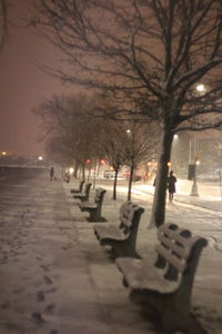 Bare trees in winter at night