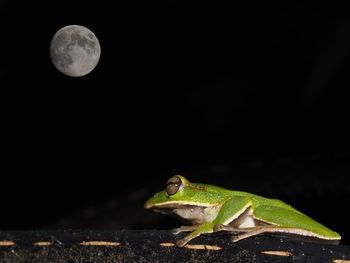 Close-up of lizard on the dark