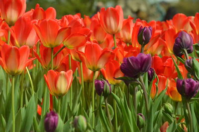 Close-up of red tulips in field