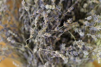 Close-up of frozen plant