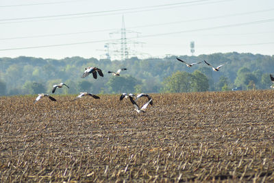 Birds flying over the field