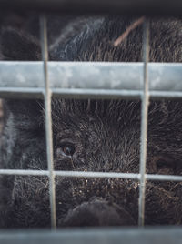 Close-up of dog in cage