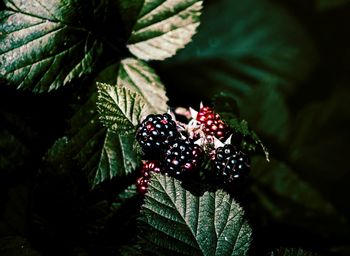 Close-up of berries growing on plant