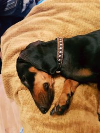 Close-up of black dog relaxing on floor