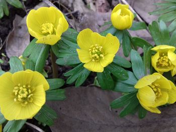 Close-up of yellow daffodil blooming outdoors