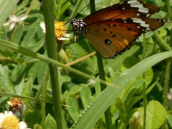 insect