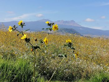 Yellow flowering plants on field against sky