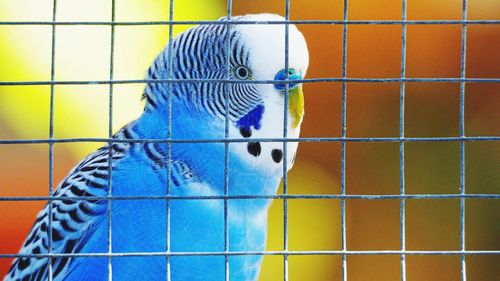 Close-up of parrot in cage