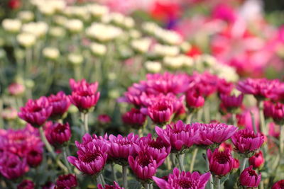 Close-up of pink flowers