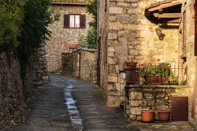 Potted plants on footpath against building