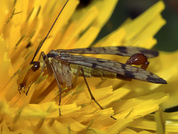 Close-up of insect on yellow flower