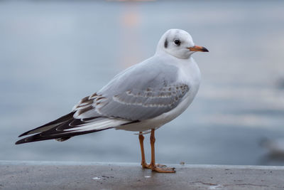 Seagull perching on a sea