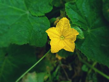 Close-up of yellow flowering plant