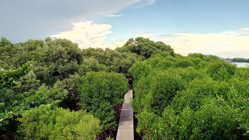 Plants growing on land against sky