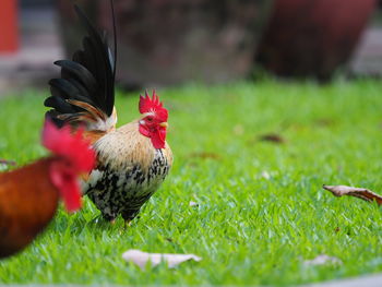 Close-up of rooster on land