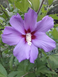 Close-up of purple flower blooming outdoors