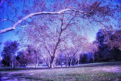 Bare trees on landscape against sky