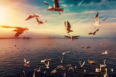 Seagulls flying
