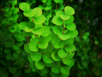 Close-up of plant