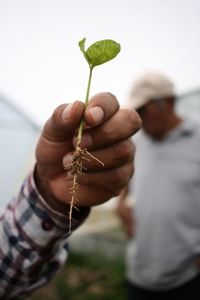 Close-up of hand holding plant