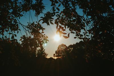 Trees against sky during sunset