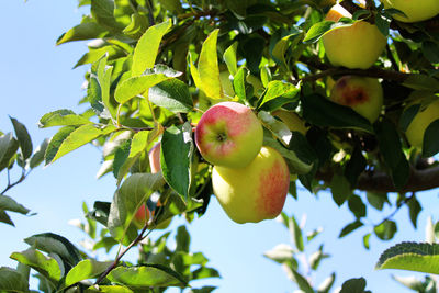 Low angle view of apple tree