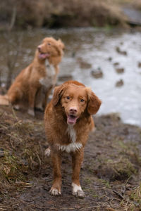 Happy fluffy brown nova scotia duck tolling retriever walking in the forest on the lake shore. 