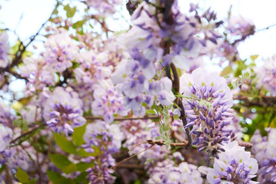 Close-up of pink flowering plants