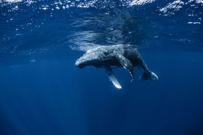 Close-up of swimming in sea