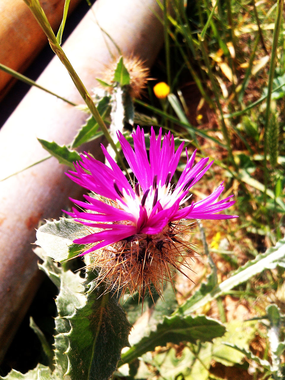 flower, fragility, freshness, animal themes, one animal, petal, growth, plant, flower head, close-up, beauty in nature, nature, single flower, pink color, focus on foreground, wildlife, blooming, animals in the wild, day, outdoors