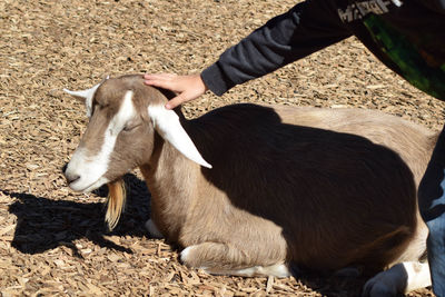 Midsection of kid petting goat on field
