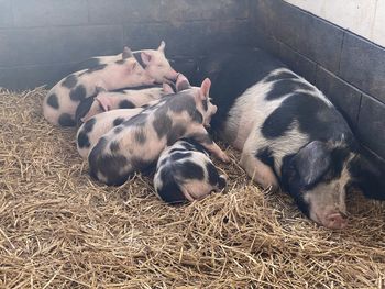 High angle view of animal sleeping on hay