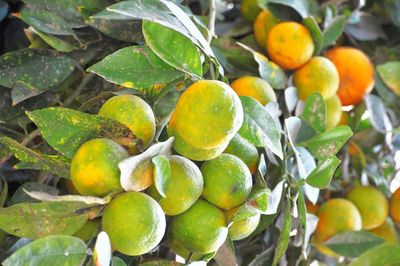 Close-up of fruits growing on tree