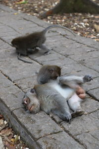 Close-up of monkey on wood