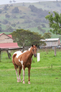 Horse standing in a field