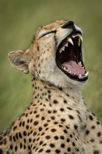 Close-up of cheetah yawning