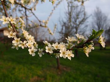 Close-up of white flowers blooming on tree