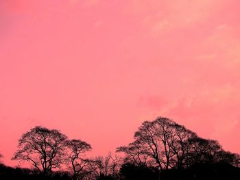 Silhouette of trees at sunset