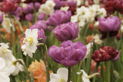 Close-up of pink flowering plants