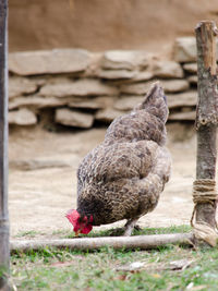 Close-up of bird