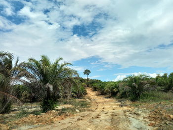 Plants growing on land against sky