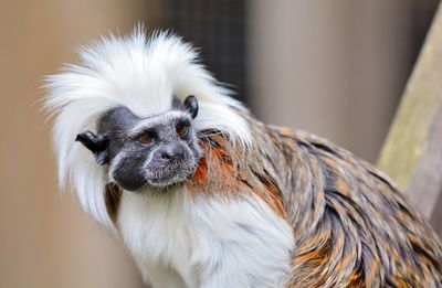 Close-up of mammal looking away outdoors