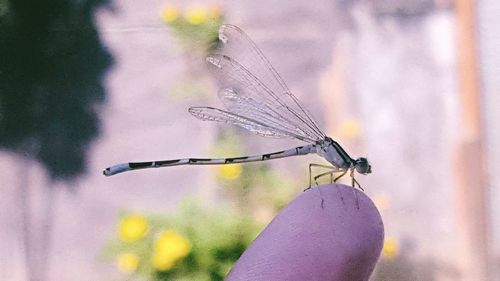 Close-up of damselfly on leaf