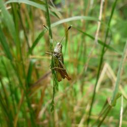Close-up of insect on plant