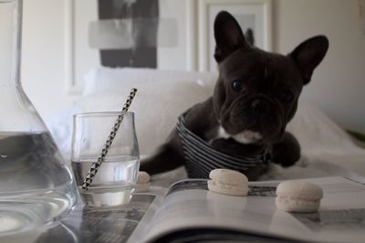 Portrait of french bulldog lying by macaroons on bed