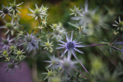 Close-up of purple flowering plants