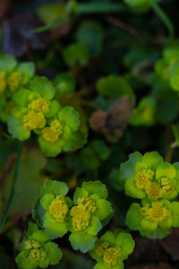 High angle view of flowering plant